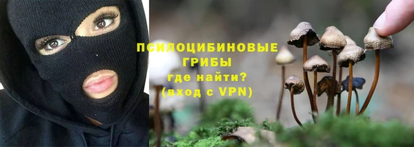 сатива Горняк
